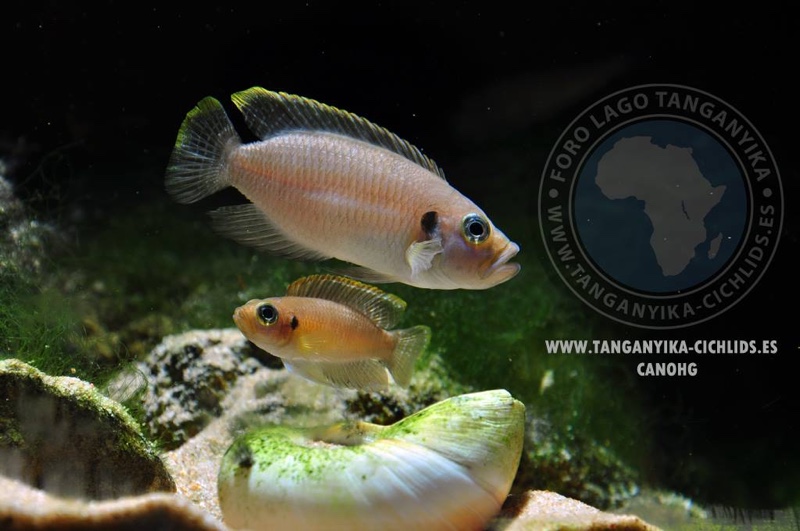 Neolamprologus brevis 'Ikola'